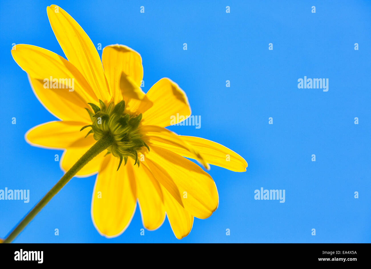 Yellow flower against a blue sky; Bolivia Stock Photo
