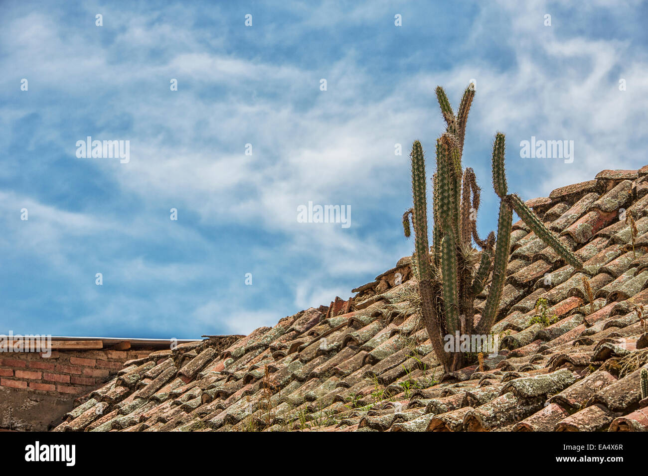 A cactus grows on a tile roof on a house; Tarata, Bolivia Stock Photo