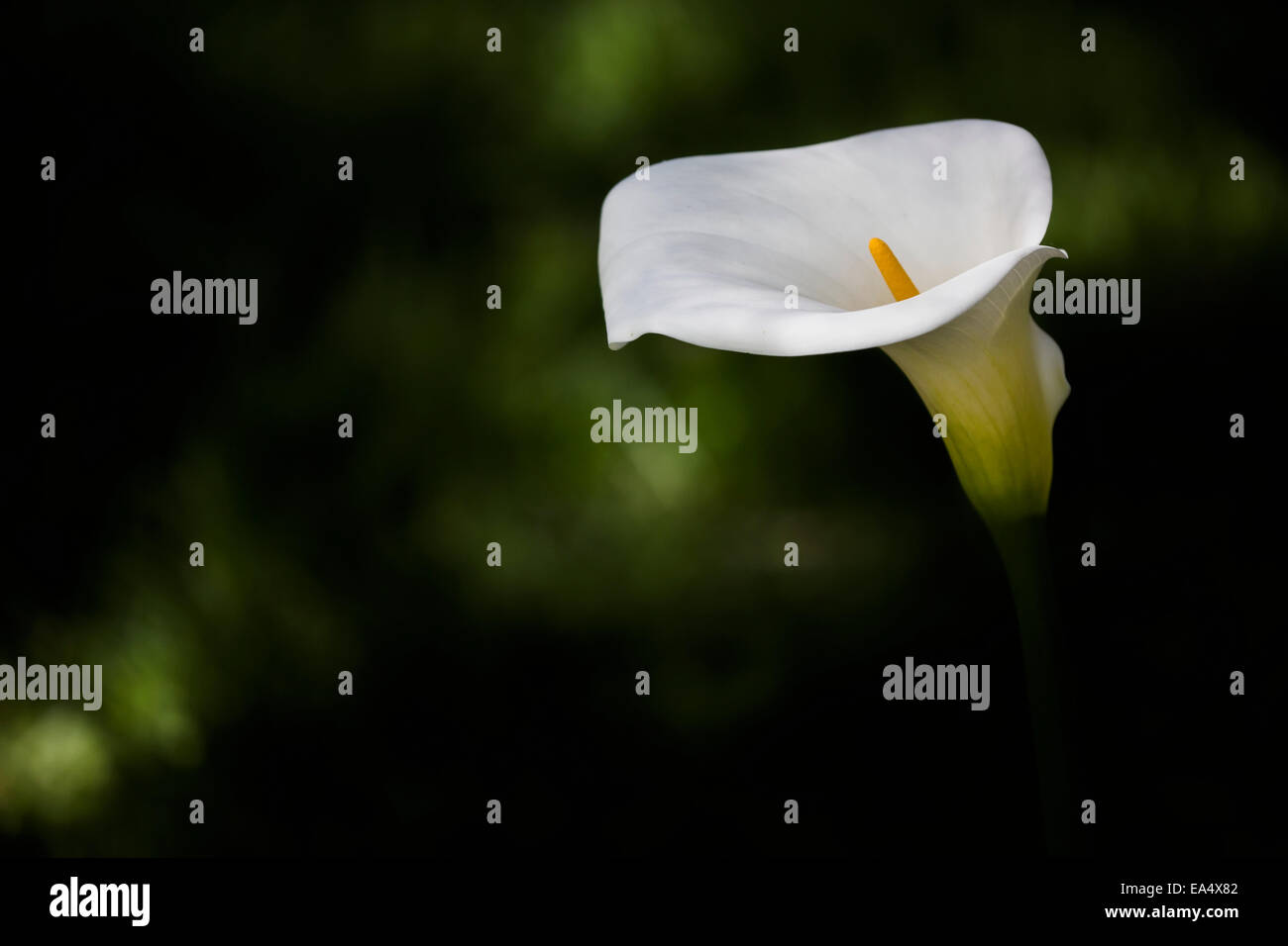 Calla lily; Boliva Stock Photo