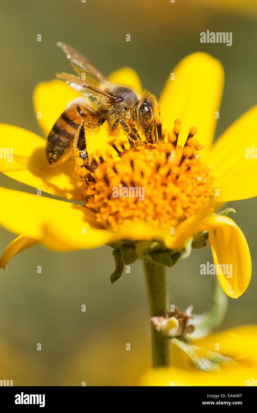 A bee is busy pollenating flowers as it goes about it's job collecting pollen; Bolivia Stock Photo