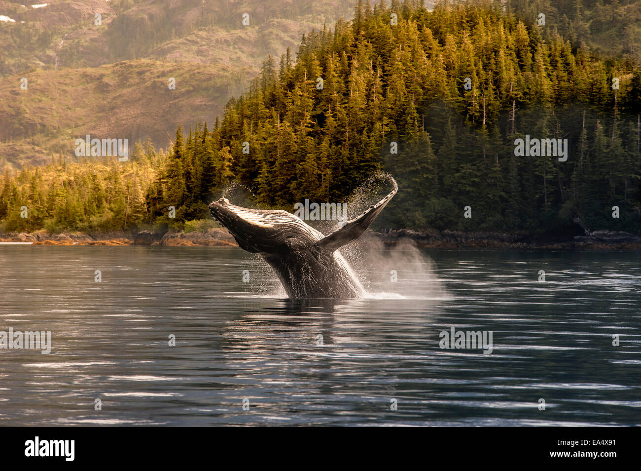 Breaching Humpback whale in Prince William Sound, Southcentral Alaska, Summer Stock Photo
