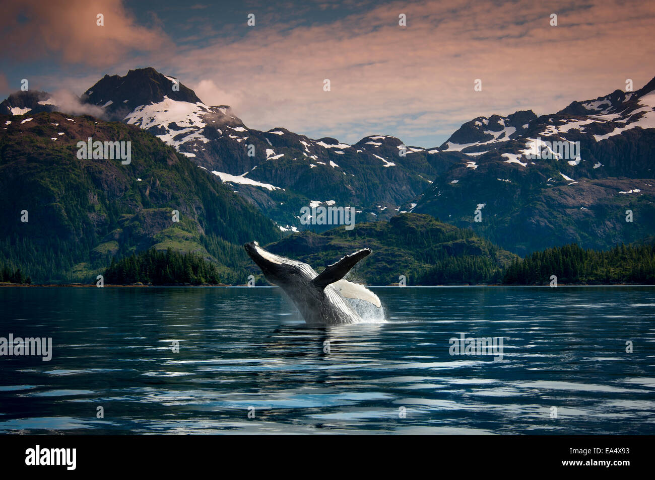 COMPOSITE Breaching Humpback whale in Prince William Sound, Southcentral Alaska, Summer Stock Photo