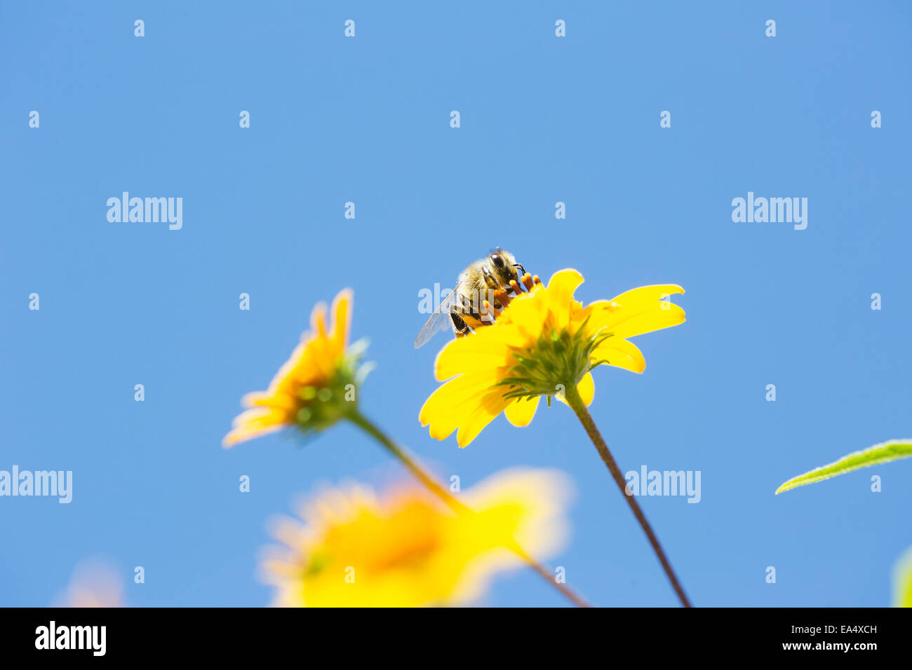 A bee is busy pollenating flowers as it goes about it's job collecting pollen; Bolivia Stock Photo