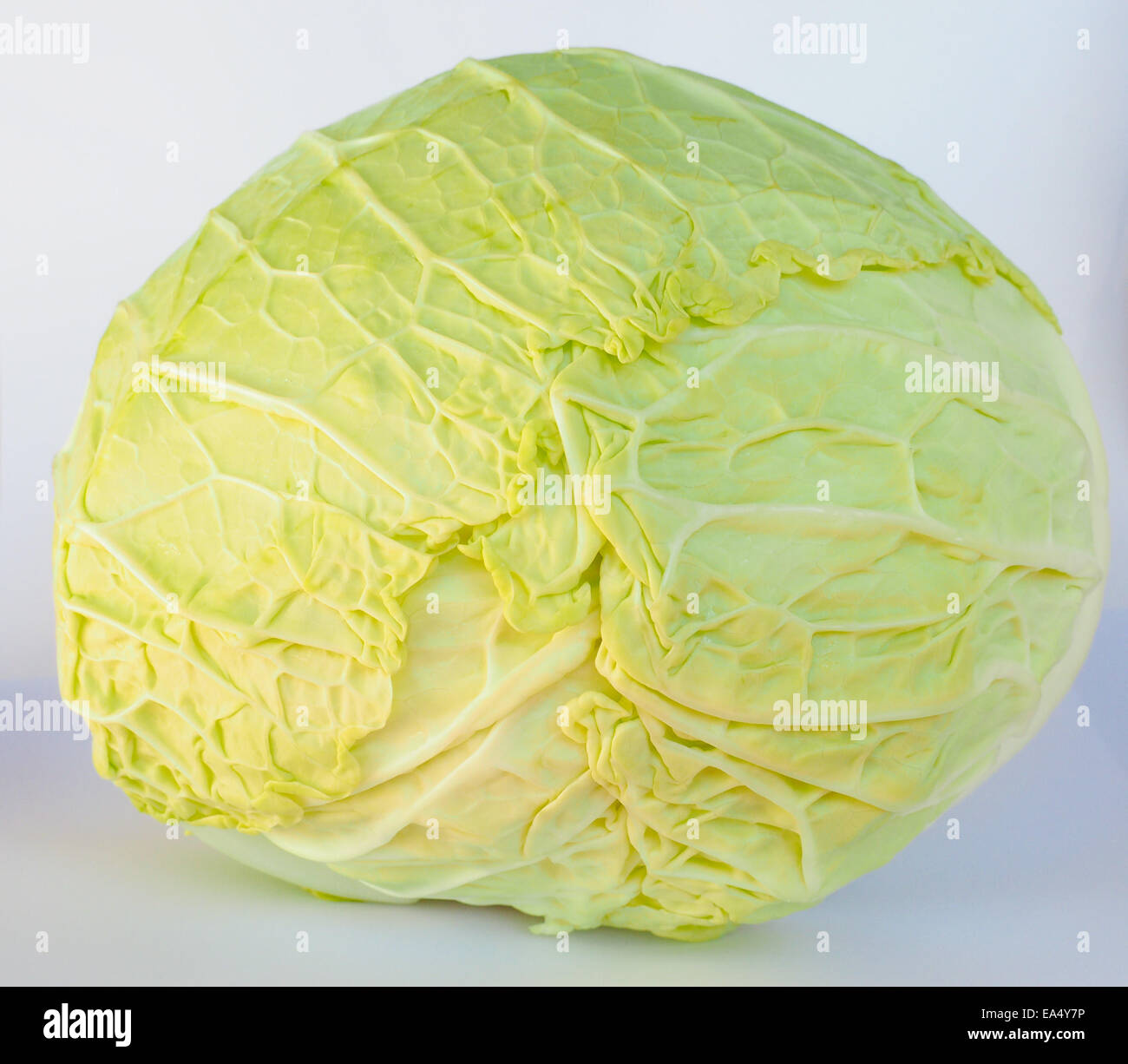 Cabbage leafy vegetable plant with edible leaves Stock Photo Alamy