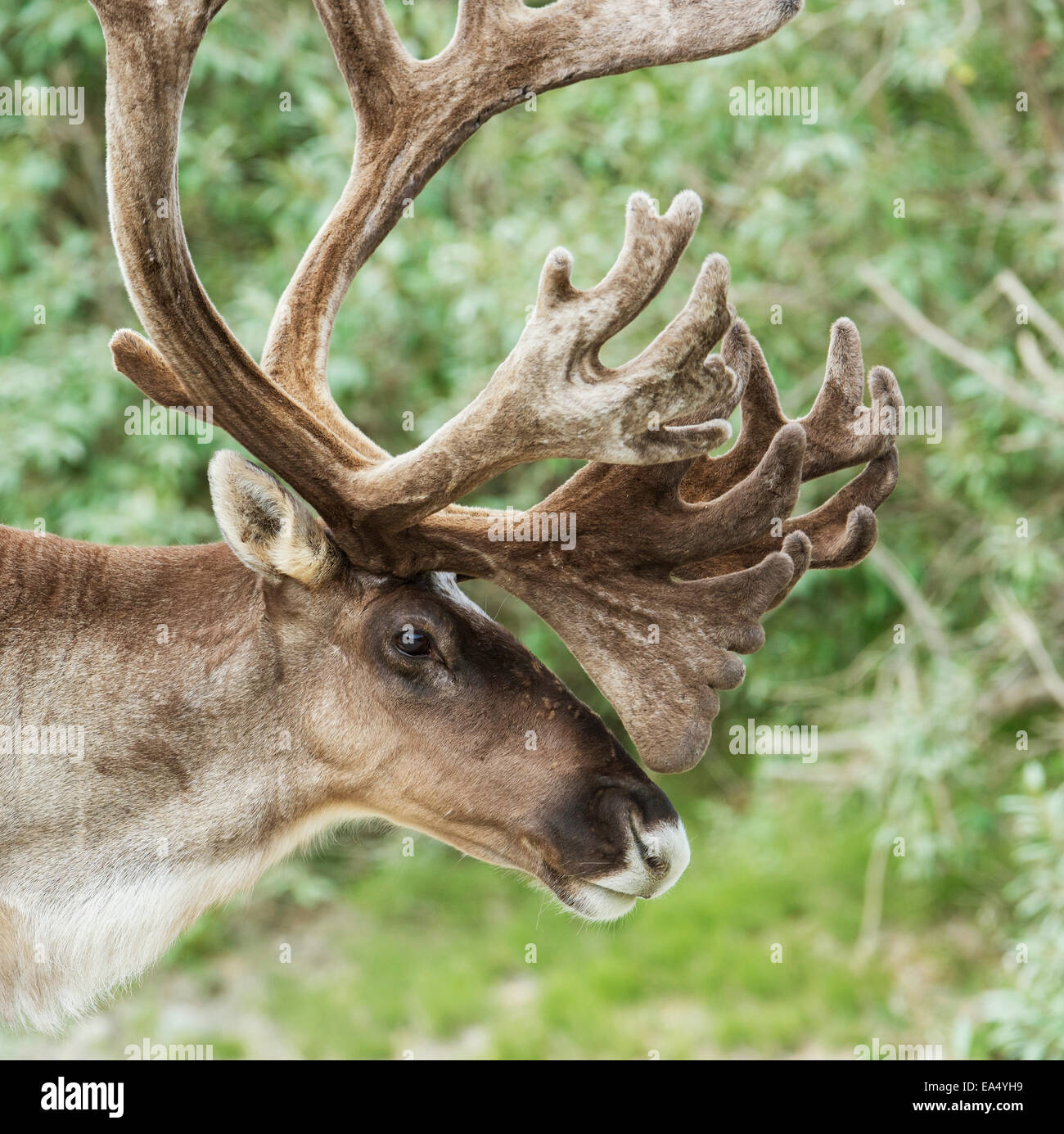 Portrait of a Caribou in Denali National Park, Interior Alaska, Summer Stock Photo