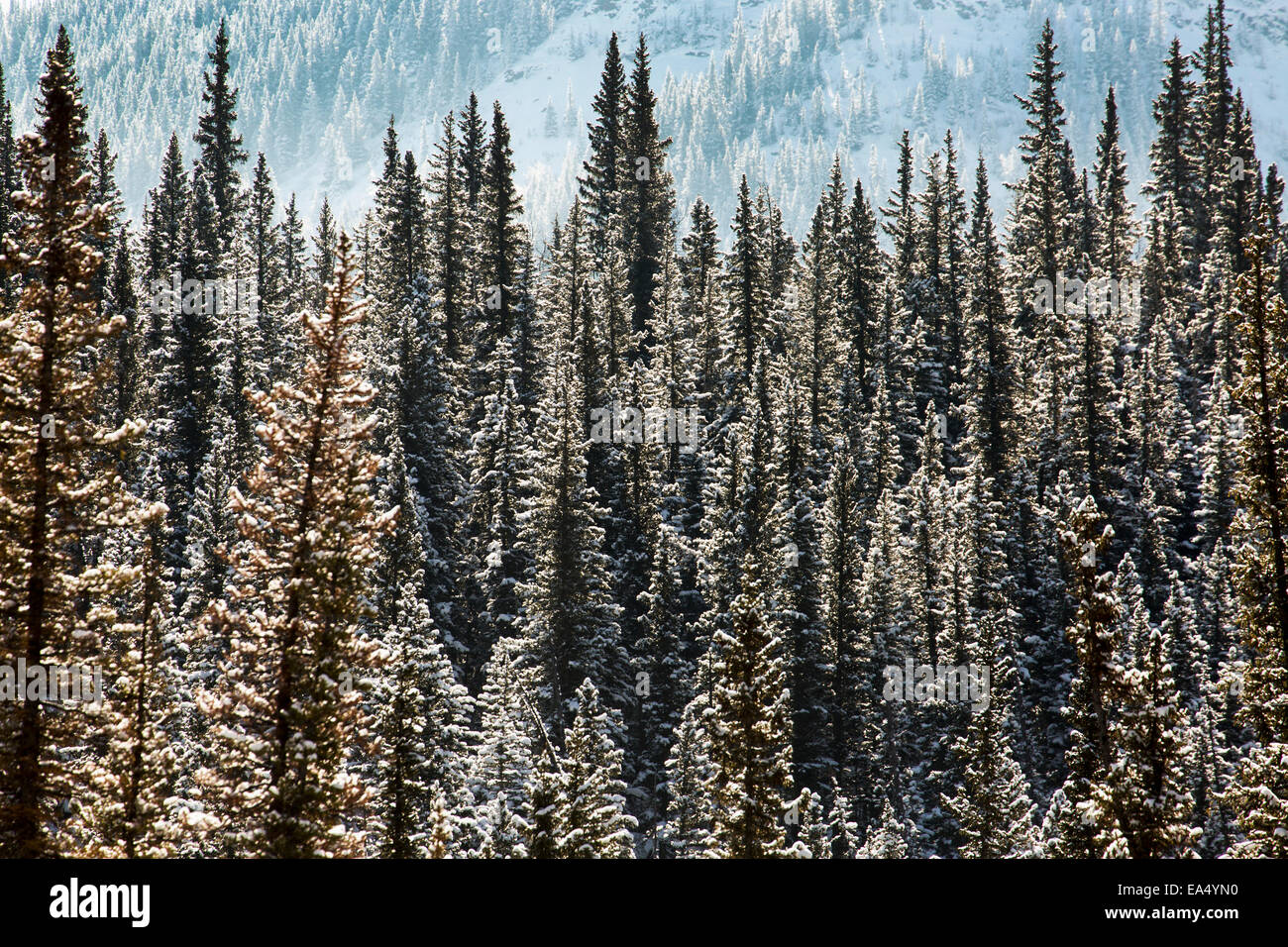 Snow covered evergreen trees highlighted by the sun with mountain slope ...