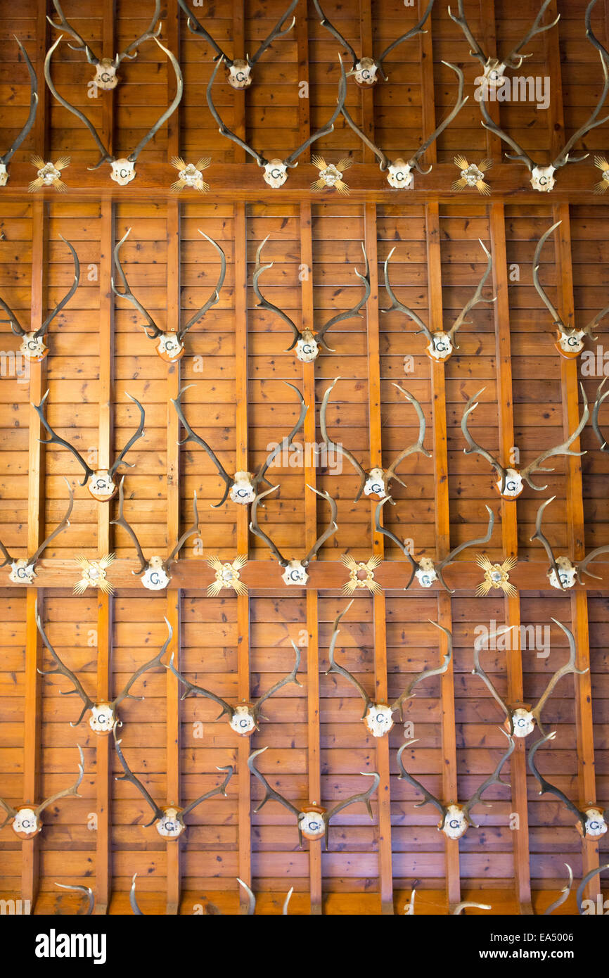 A wooden ceiling filled with stag antlers Stock Photo