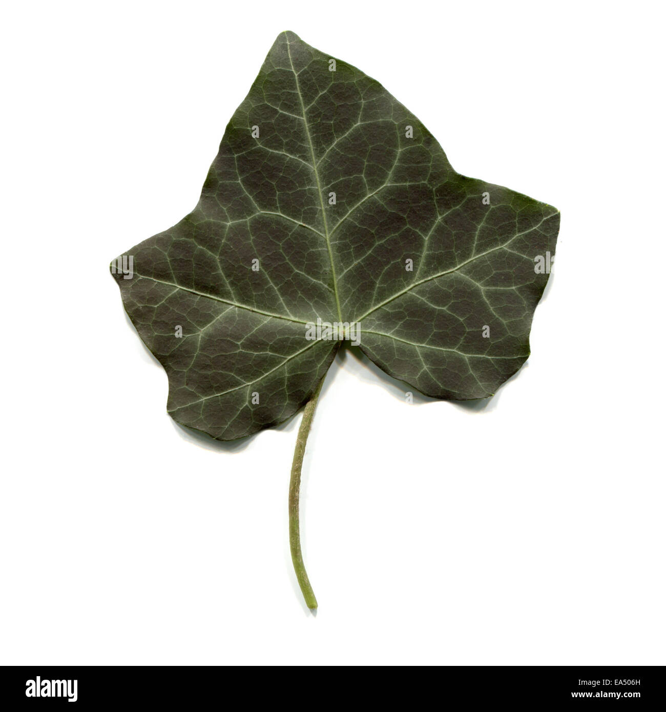 Green ivy leaf isolated over white background Stock Photo - Alamy