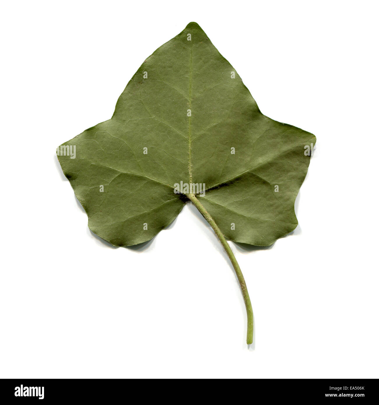 Green ivy leaf isolated over white background Stock Photo