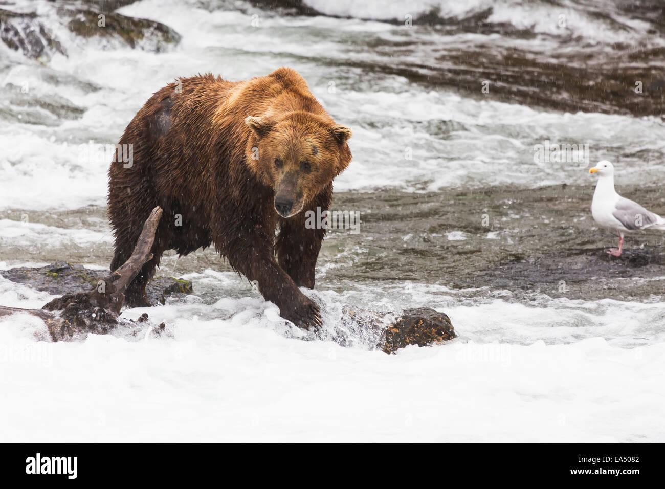 Grizzly bear fishing for sockeye salmon below Brooks Falls in Katmai