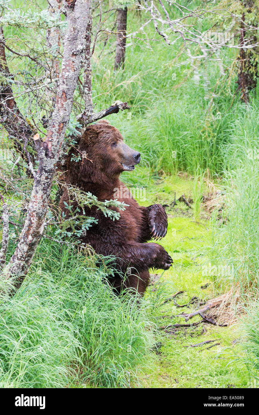Alaska,Tree,Grizzly Bear,Forest Stock Photo