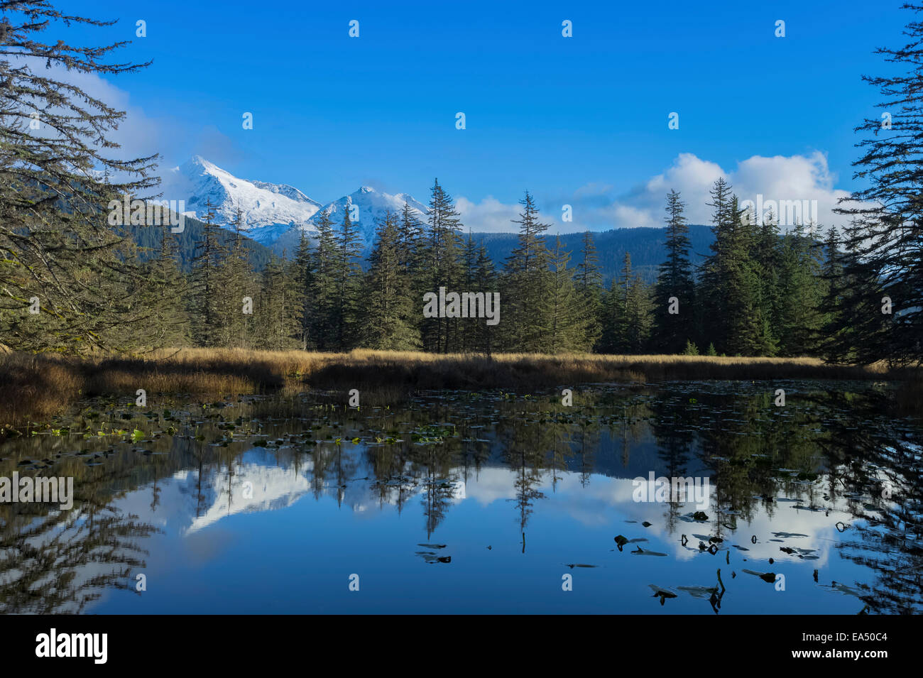 A quiet pond along the trail to Point Bridget, near Juneau, Coast Mountains beyond in the
