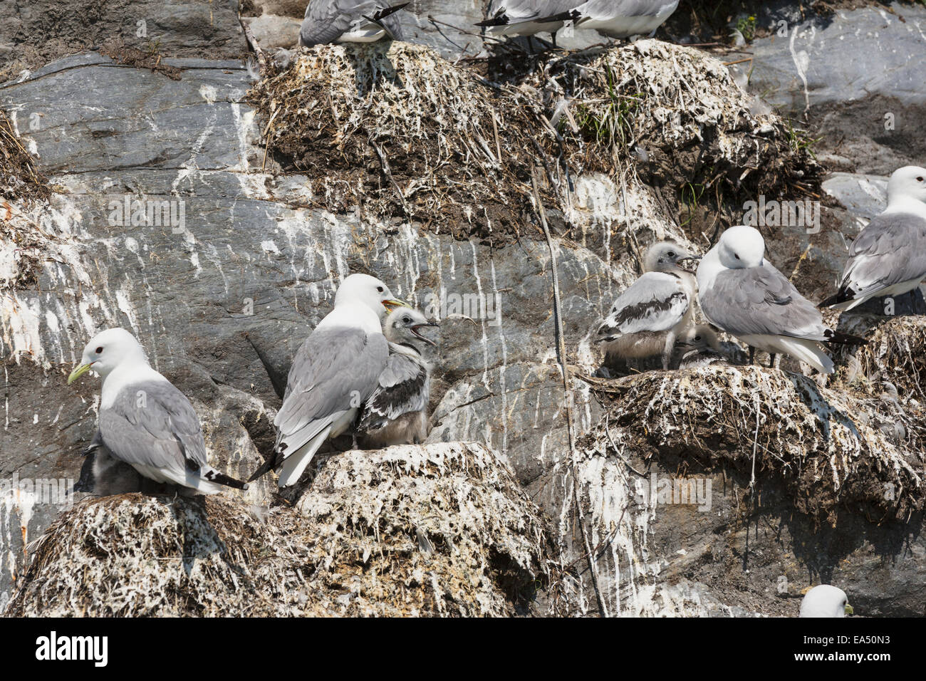 Kittiwake alaska hires stock photography and images Alamy