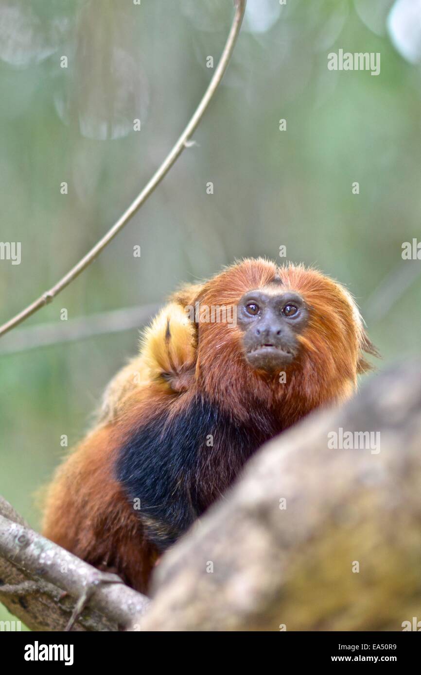 Cute Golden Lion Tamarin Baby High Resolution Stock Photography And Images Alamy