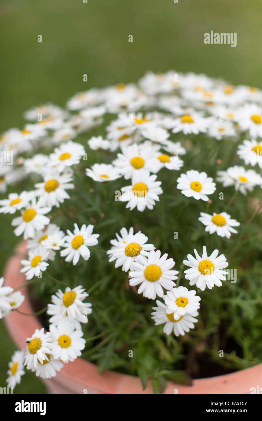 Daisies in a flower pot Stock Photo Alamy
