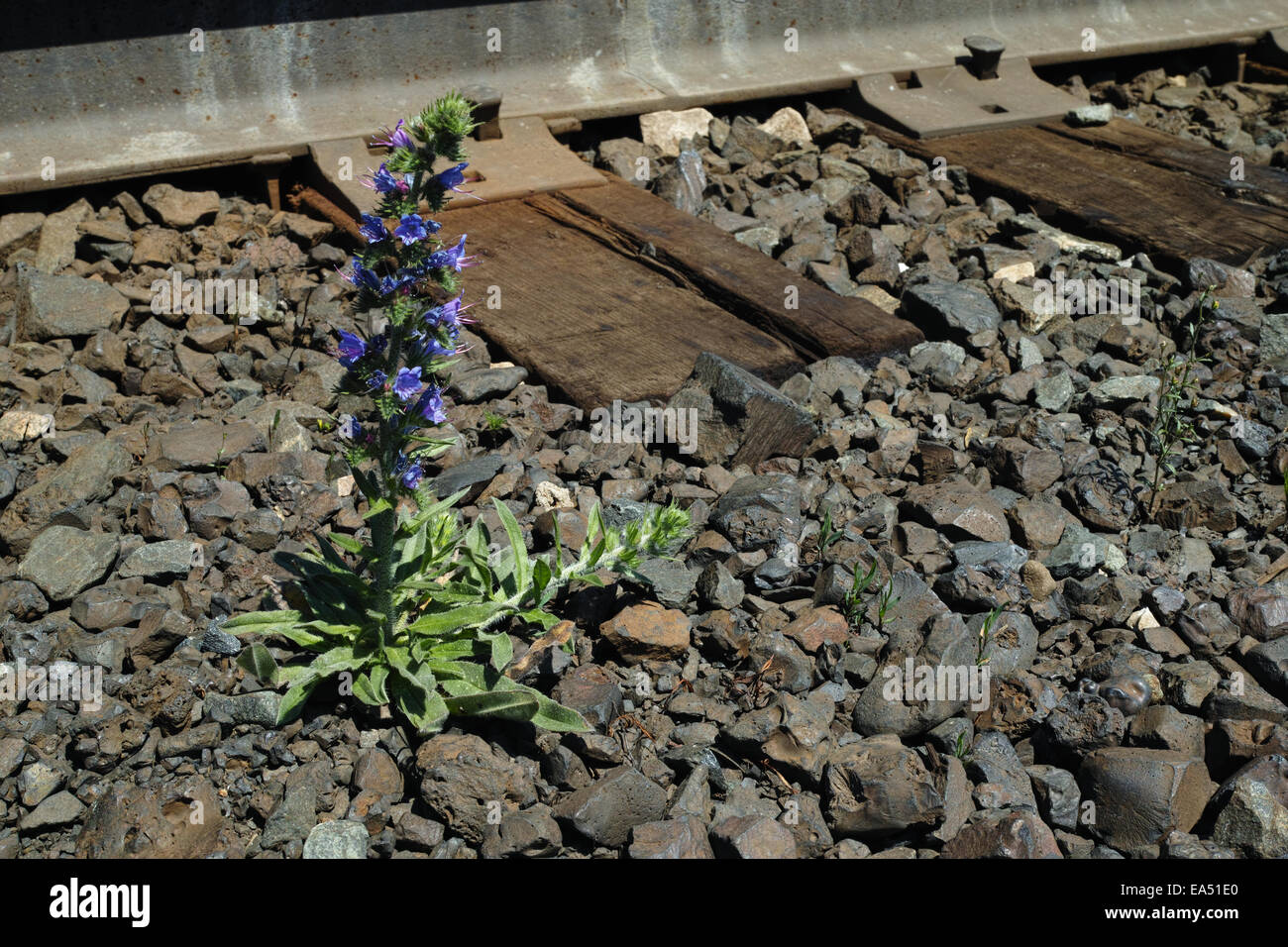 A lone Viper's Bugloss wildflower thrives in the inhospitable place a railroad. Stock Photo