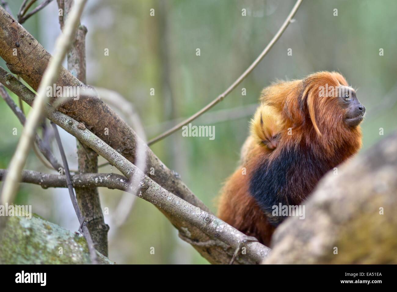 Cute Golden Lion Tamarin Baby High Resolution Stock Photography And Images Alamy