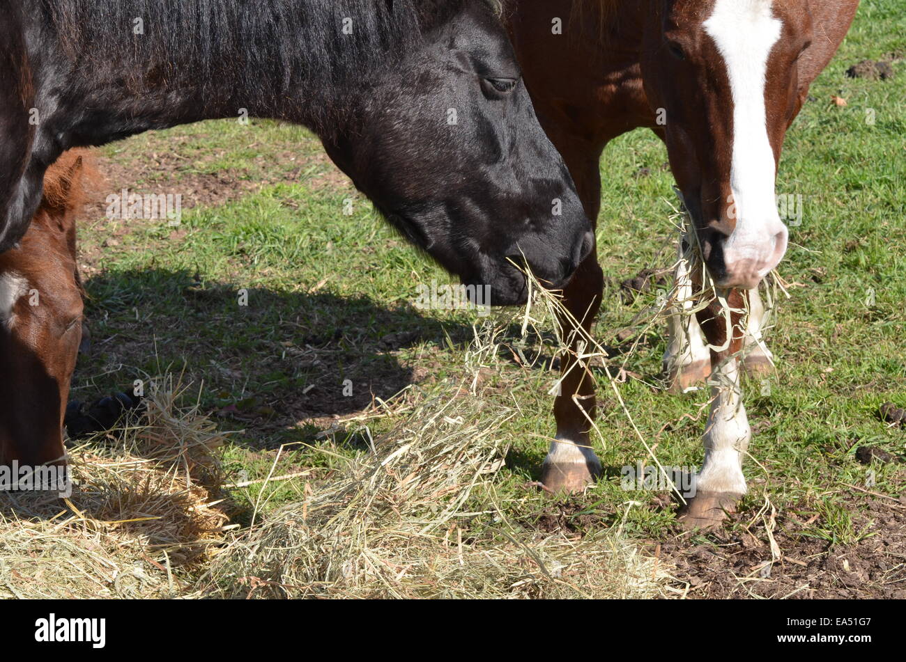 three horses munching hay Stock Photo Alamy