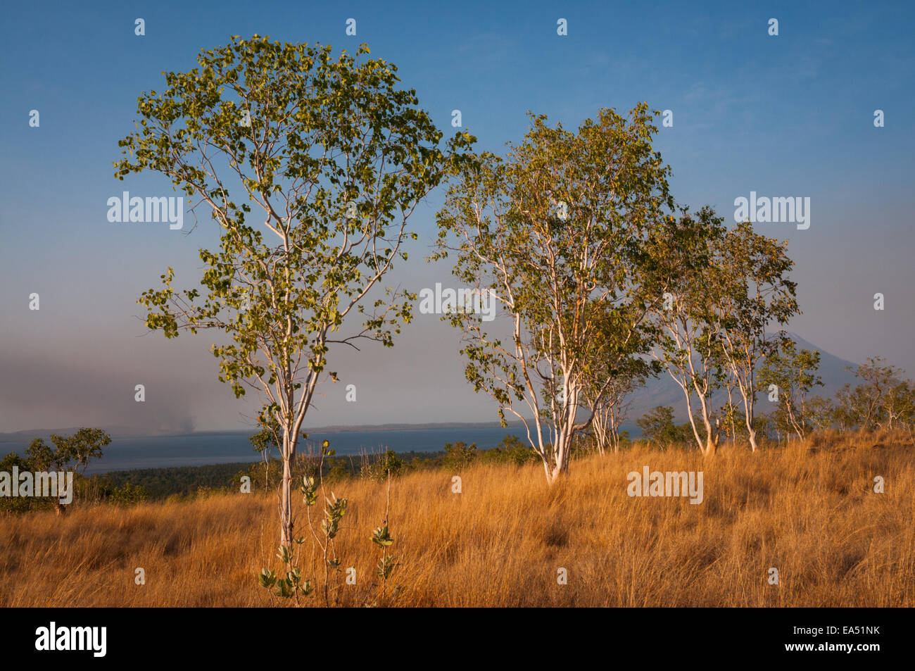 Paperbark trees on grassland during dry season in Lembata Island, Lembata, East Nusa Tenggara, Indonesia. Stock Photo