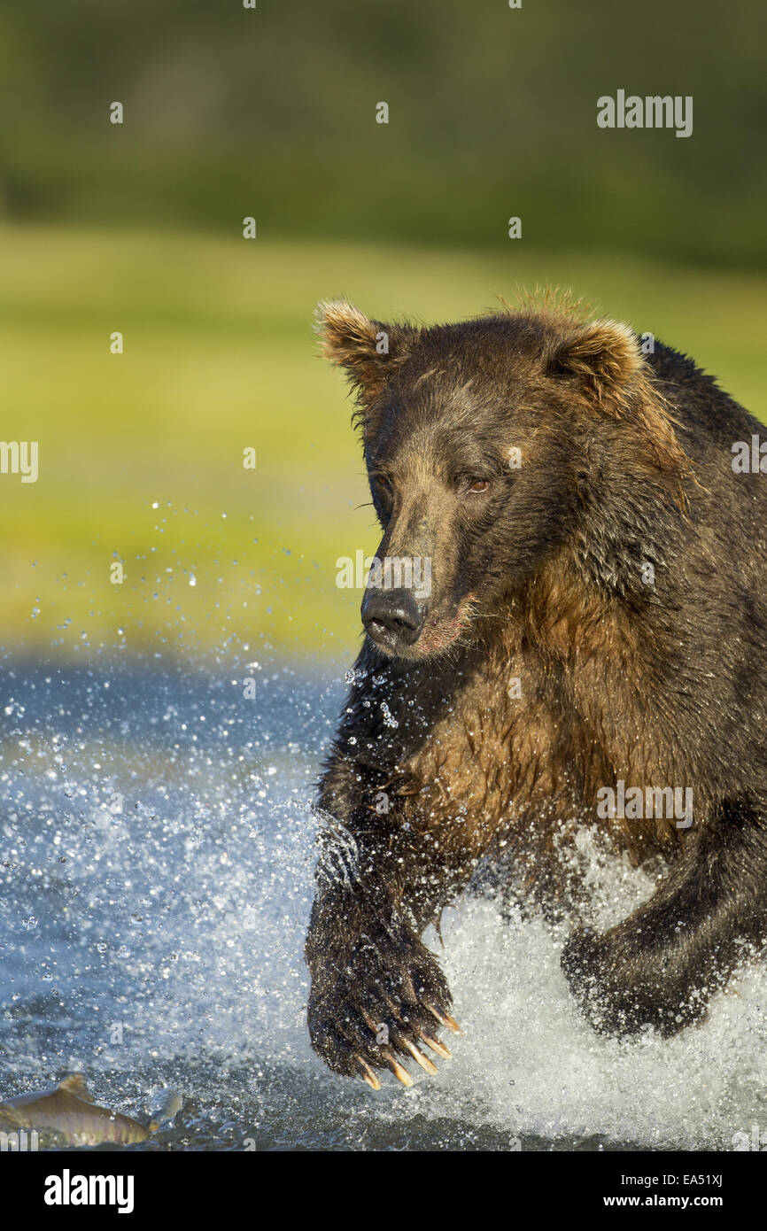 North american brown bear vertical hires stock photography and images