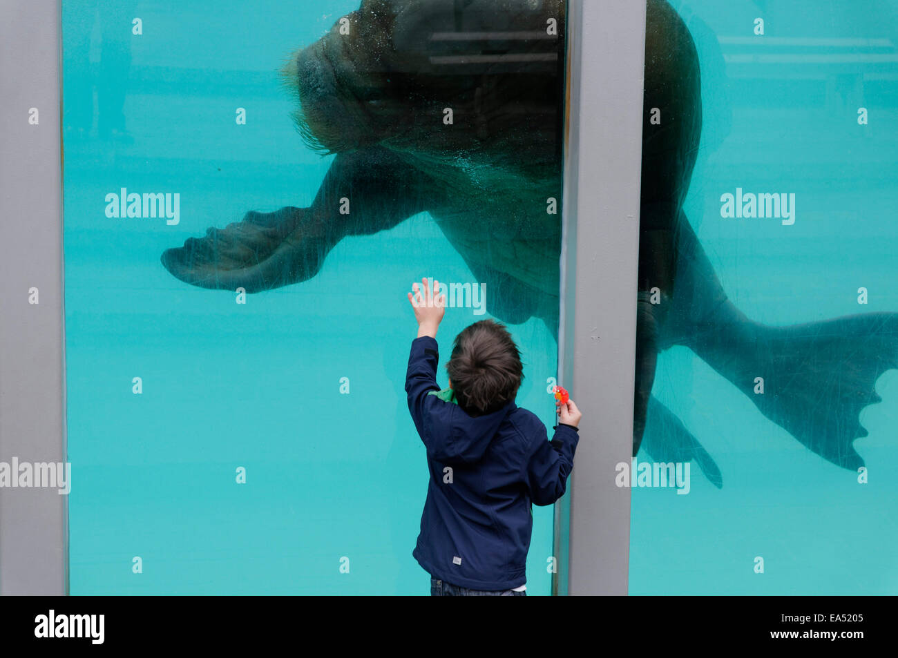 A young boy reaching to touch a walrus in an aquarium Stock Photo