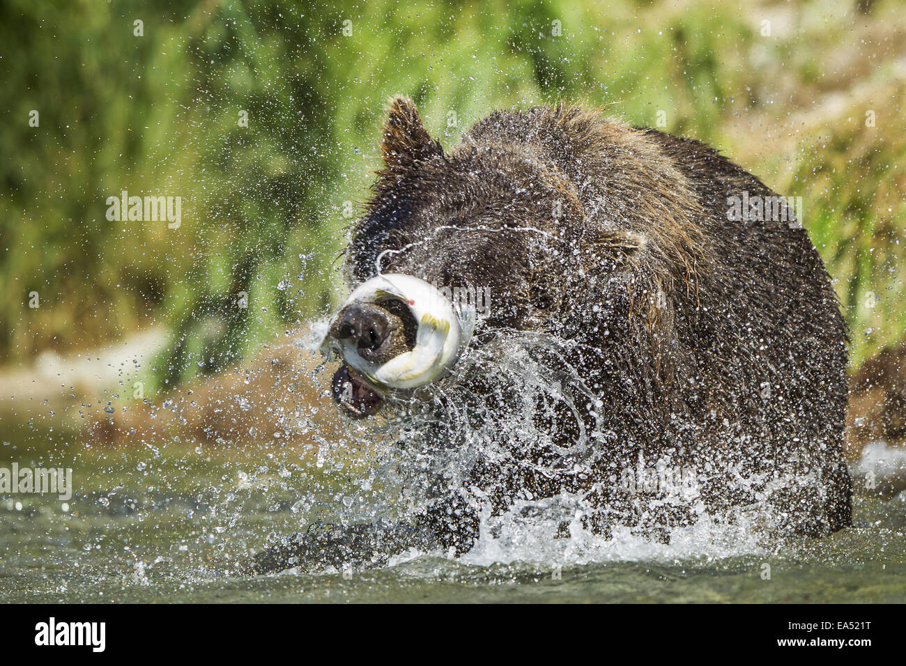 Alaska,Brown Bear,Pink Salmon,Catch,Kuliak Bay Stock Photo