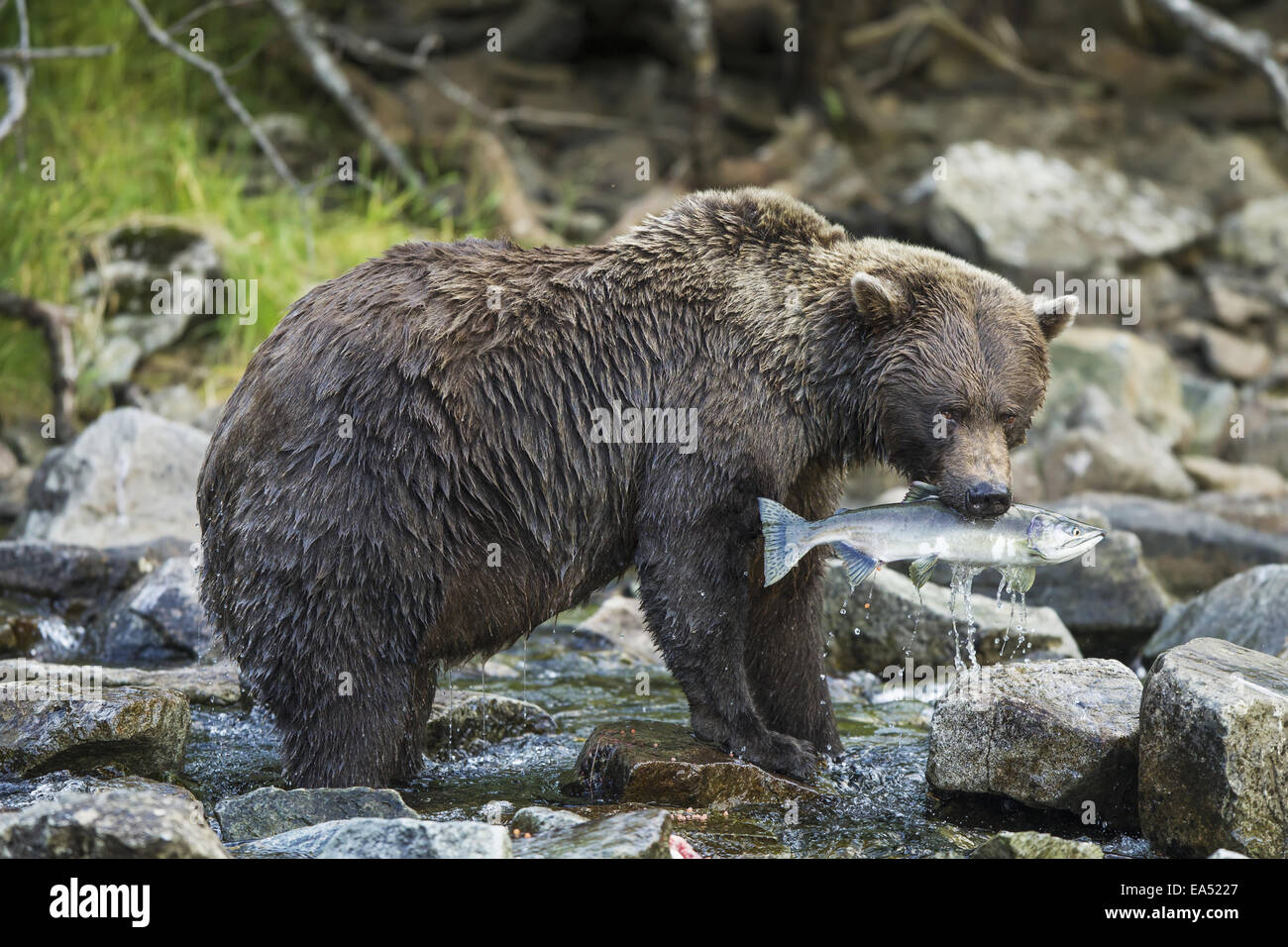 Coastal Brown Bear (Ursus arctos) bites into Pink Salmon in stream along Kuliak Bay, Katmai National Park, Southwest Alaska Stock Photo