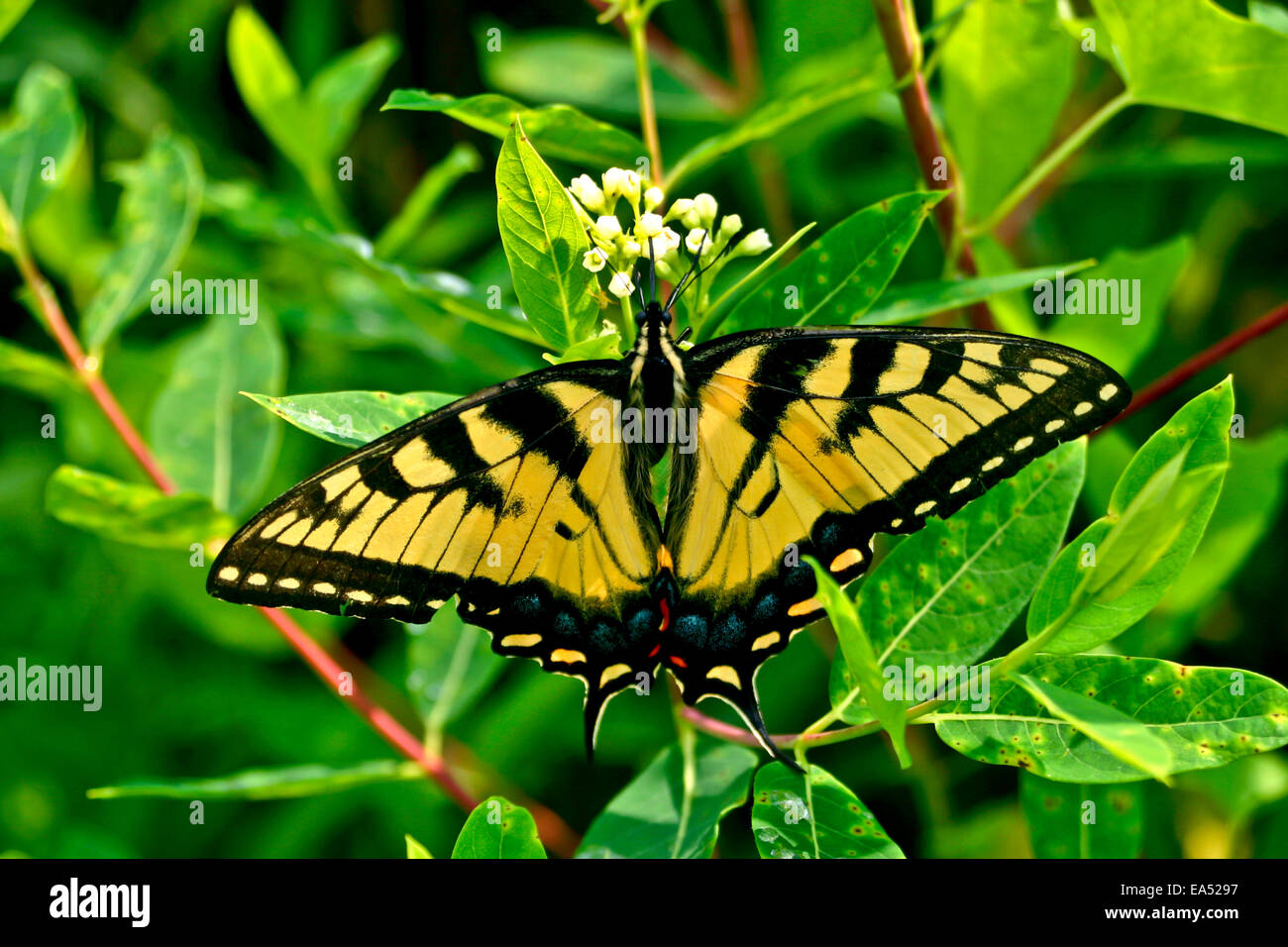 Yellow Western Tiger Swallowtail - Papilio rutulus Stock Photo