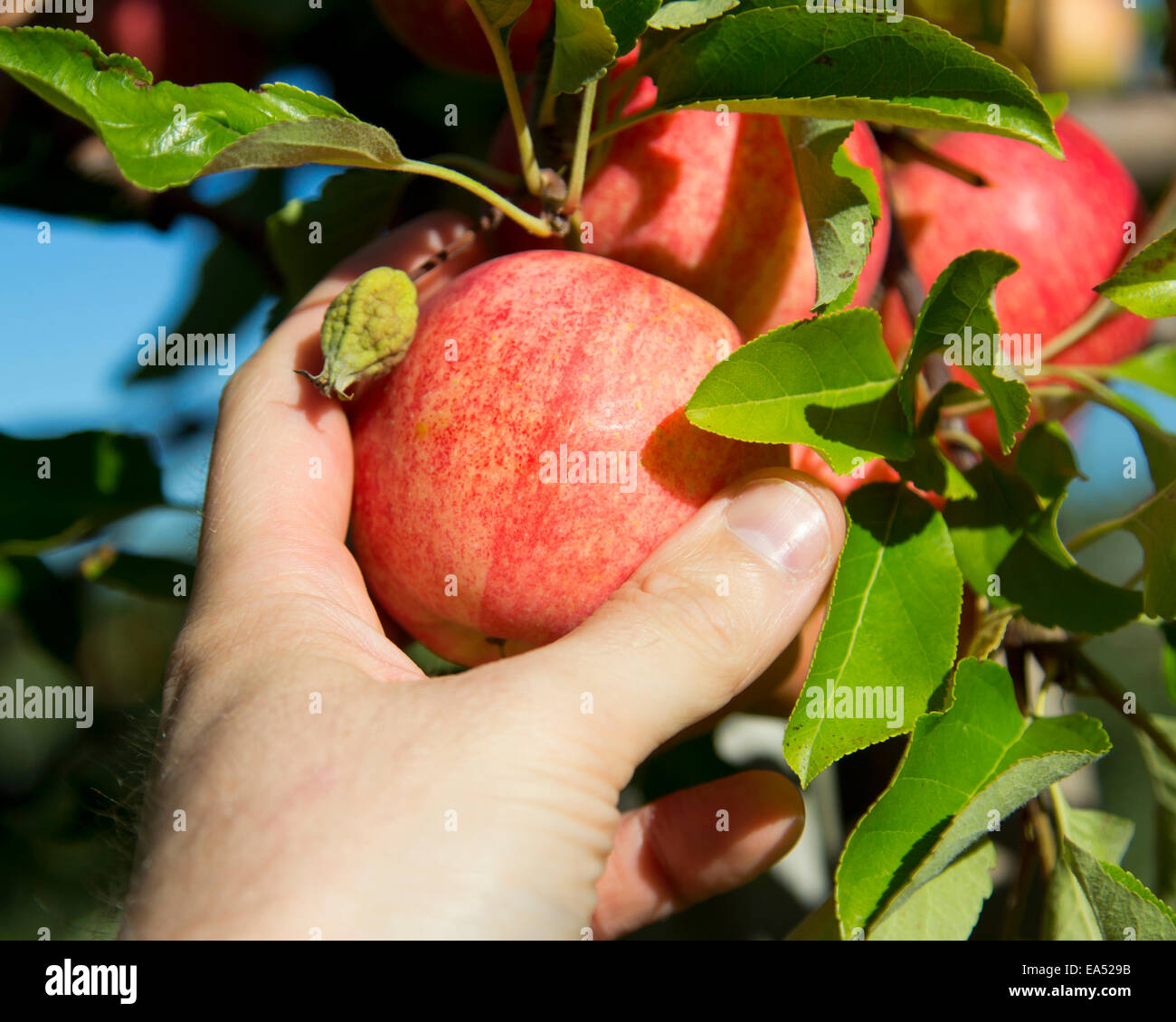 Gala Apple Tree Stock Photos & Gala Apple Tree Stock Images Alamy
