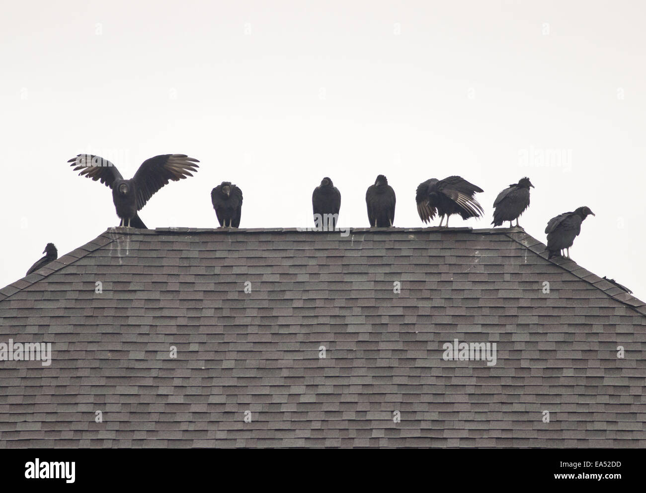 Cornwall, New York, USA. 6th Nov, 2014. A group of black vultures perch on the roof of a