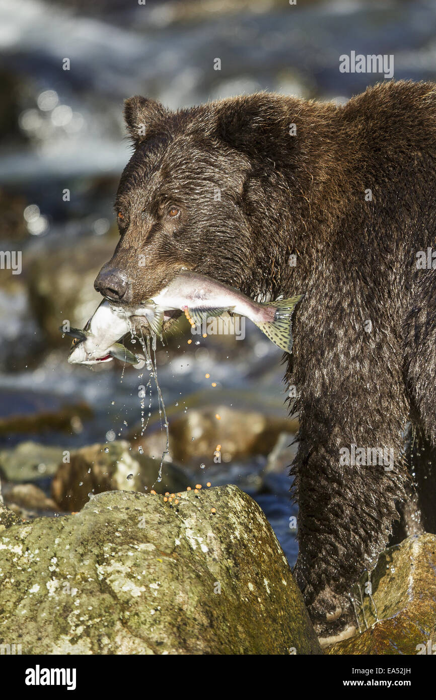 Alaska,Close,Brown Bear,Pink Salmon,Kuliak Bay Stock Photo