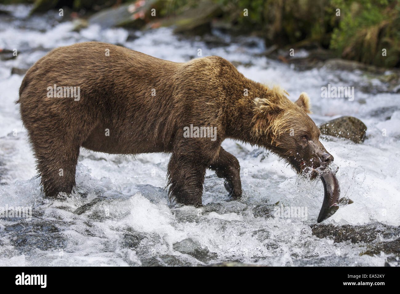 Alaska,Brown Bear,Red Salmon,Kaflia Bay Stock Photo