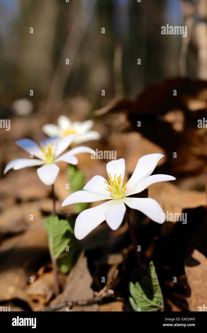 Bloodroot, Sanguinaria canadensis, a North American Spring ephemeral wildflower. Stock Photo