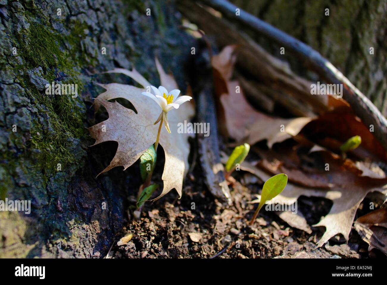 Bloodroot, Sanguinaria canadensis, a North American Spring ephemeral wildflower. Stock Photo
