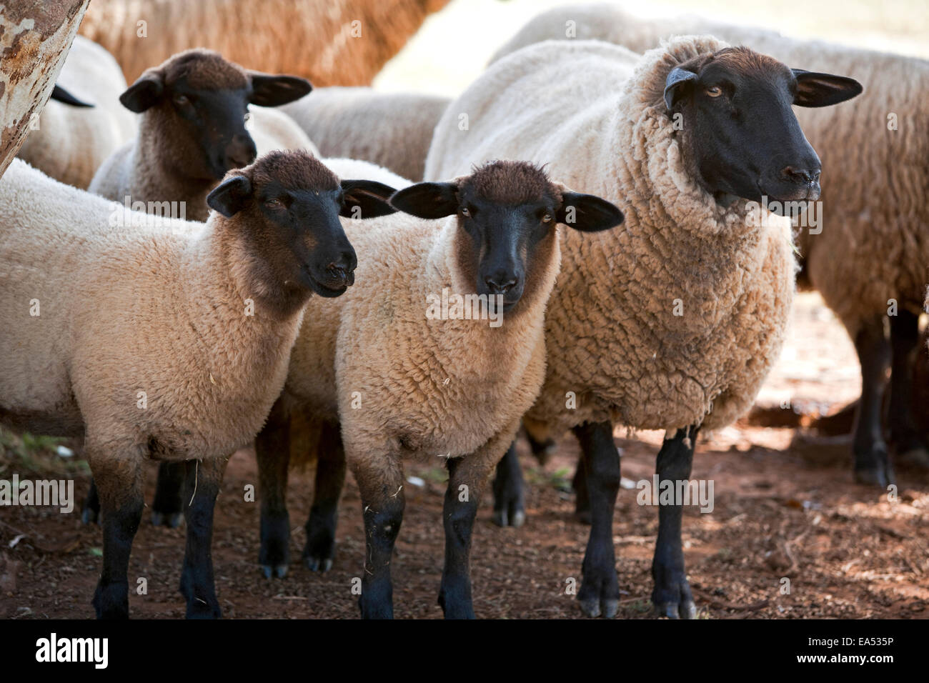Suffolk sheep Stock Photo