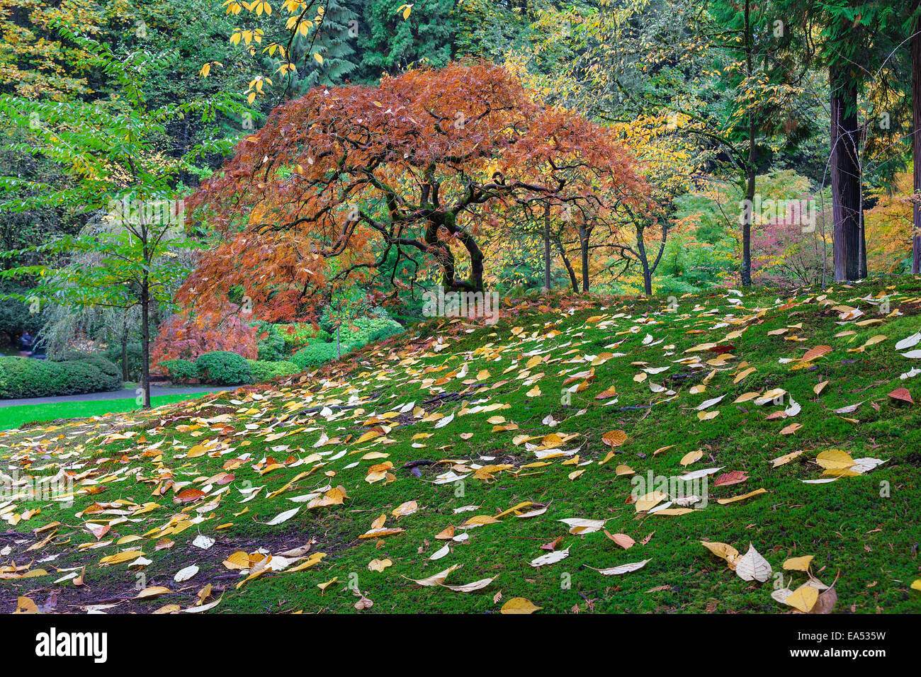 Japanese Maple Tree with Falling Leaves at Portland Japanese Garden in Autumn Stock Photo