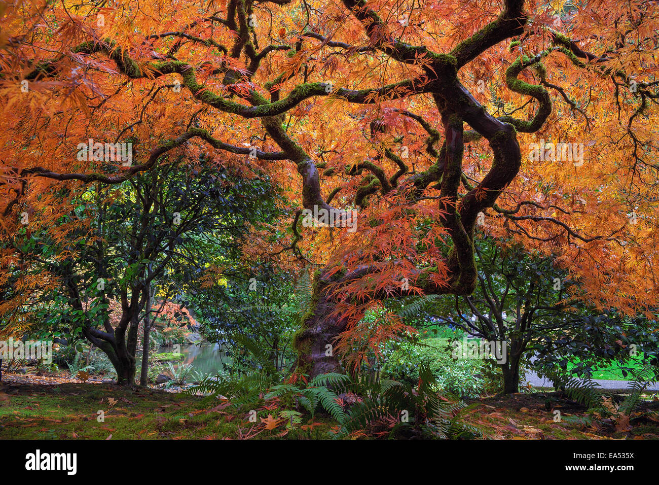 Under the Old Japanese Maple Tree in Autumn at Portland Japanese Garden Stock Photo