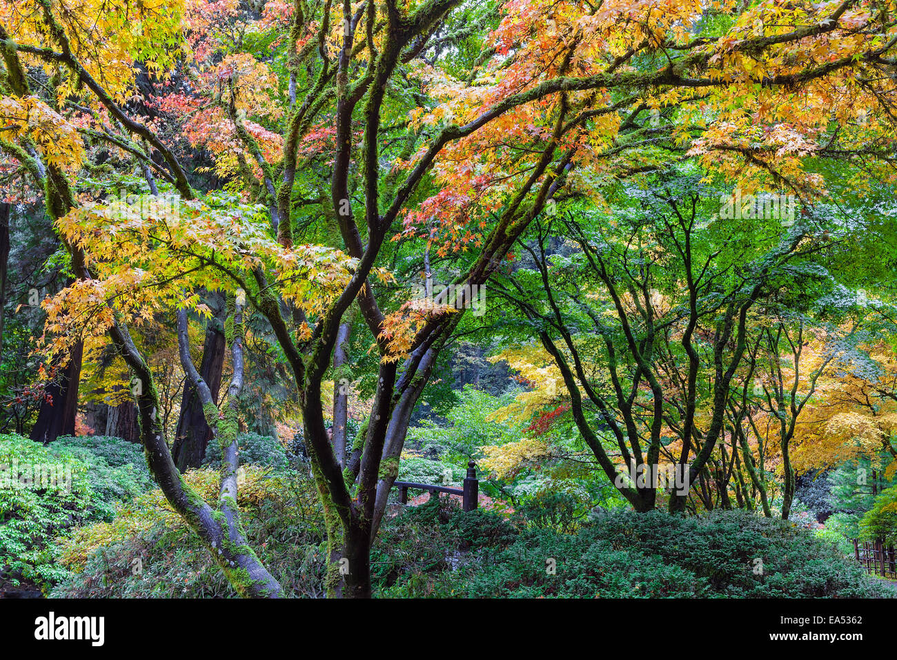Japanese Maple Trees Fall Color Foliage by the Moon Bridge at Portland Japanese Garden in Autumn Stock Photo