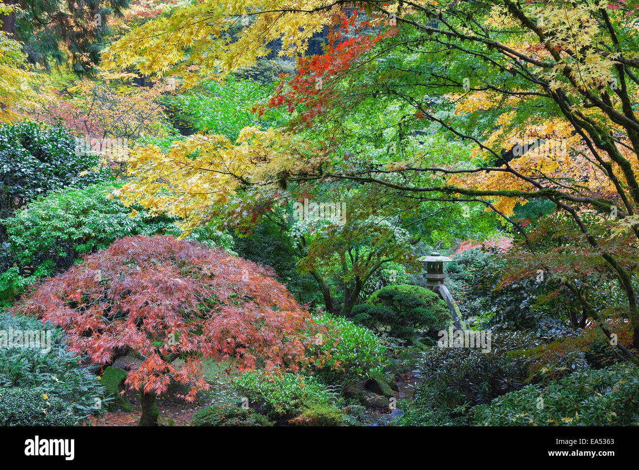 Stone Lantern Among Japanese Maple Trees in Fall Season at Portland Japanese Garden Stock Photo