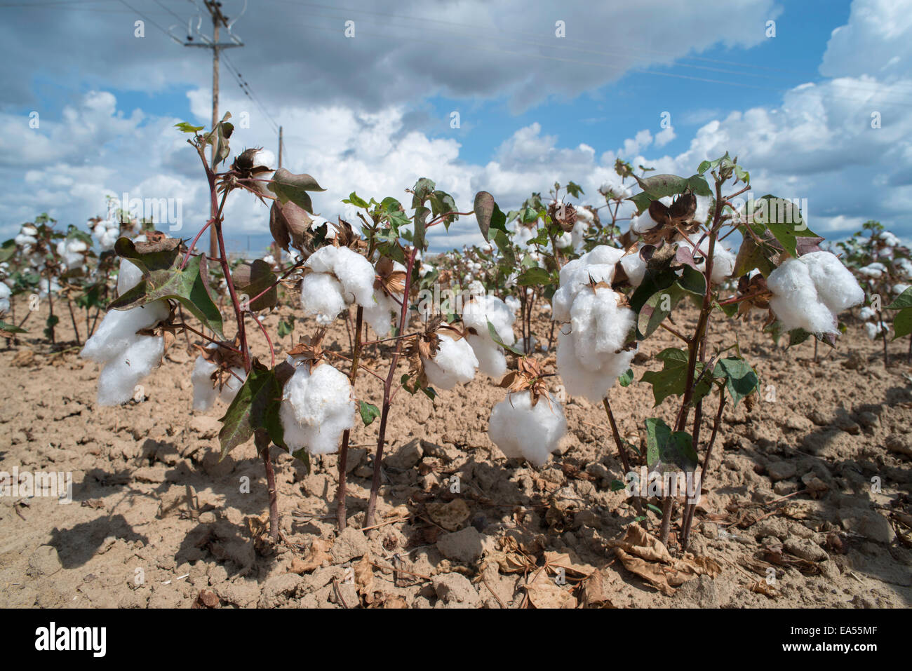 Organic cotton plants field hi-res stock photography and images - Alamy