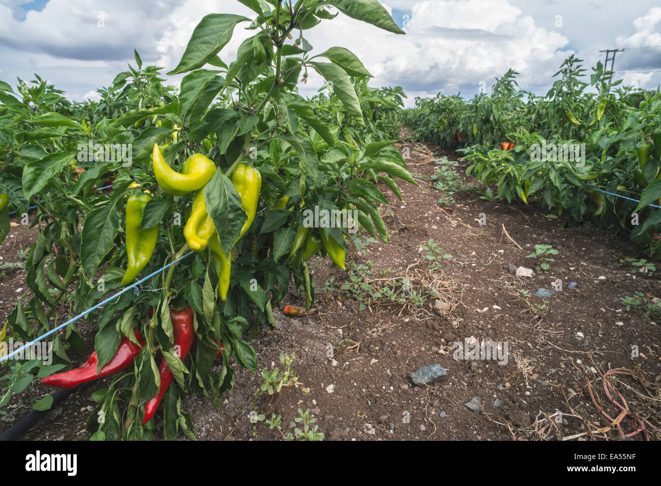 Bell green hi-res stock photography and images - Alamy