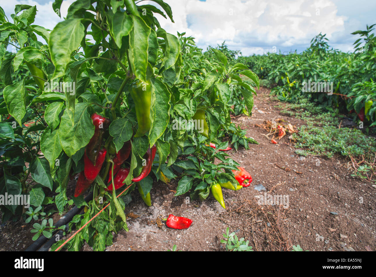 Bell pepper plantations hi-res stock photography and images - Alamy