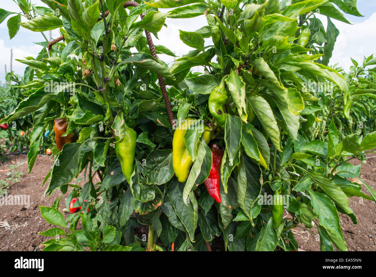Bell pepper plant growing hi-res stock photography and images - Alamy
