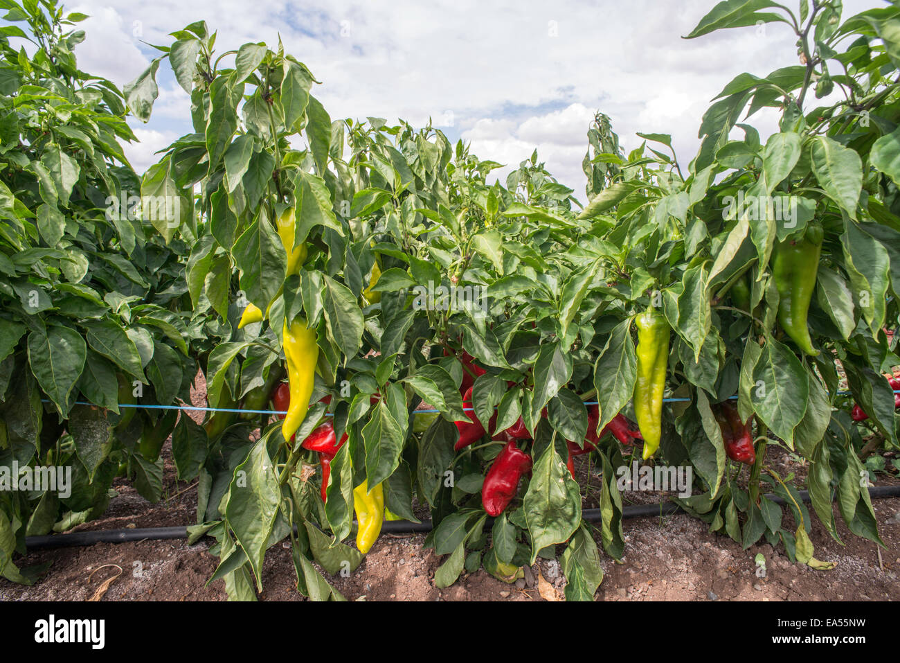 Plantations of peppers in the field. Close up green and red papers Stock Photo