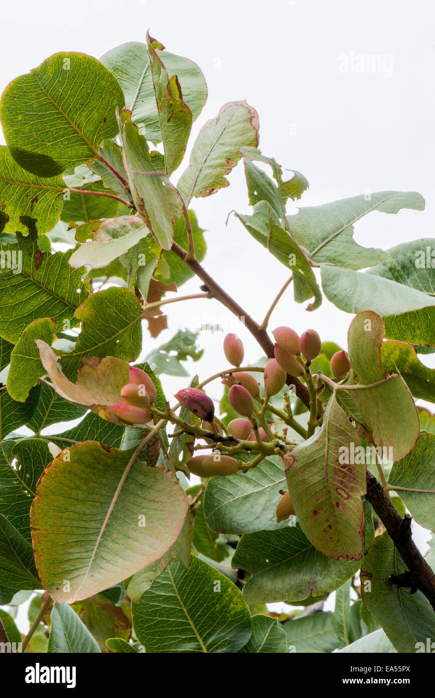Pistachio tree. Close up branch with fruits Stock Photo Alamy