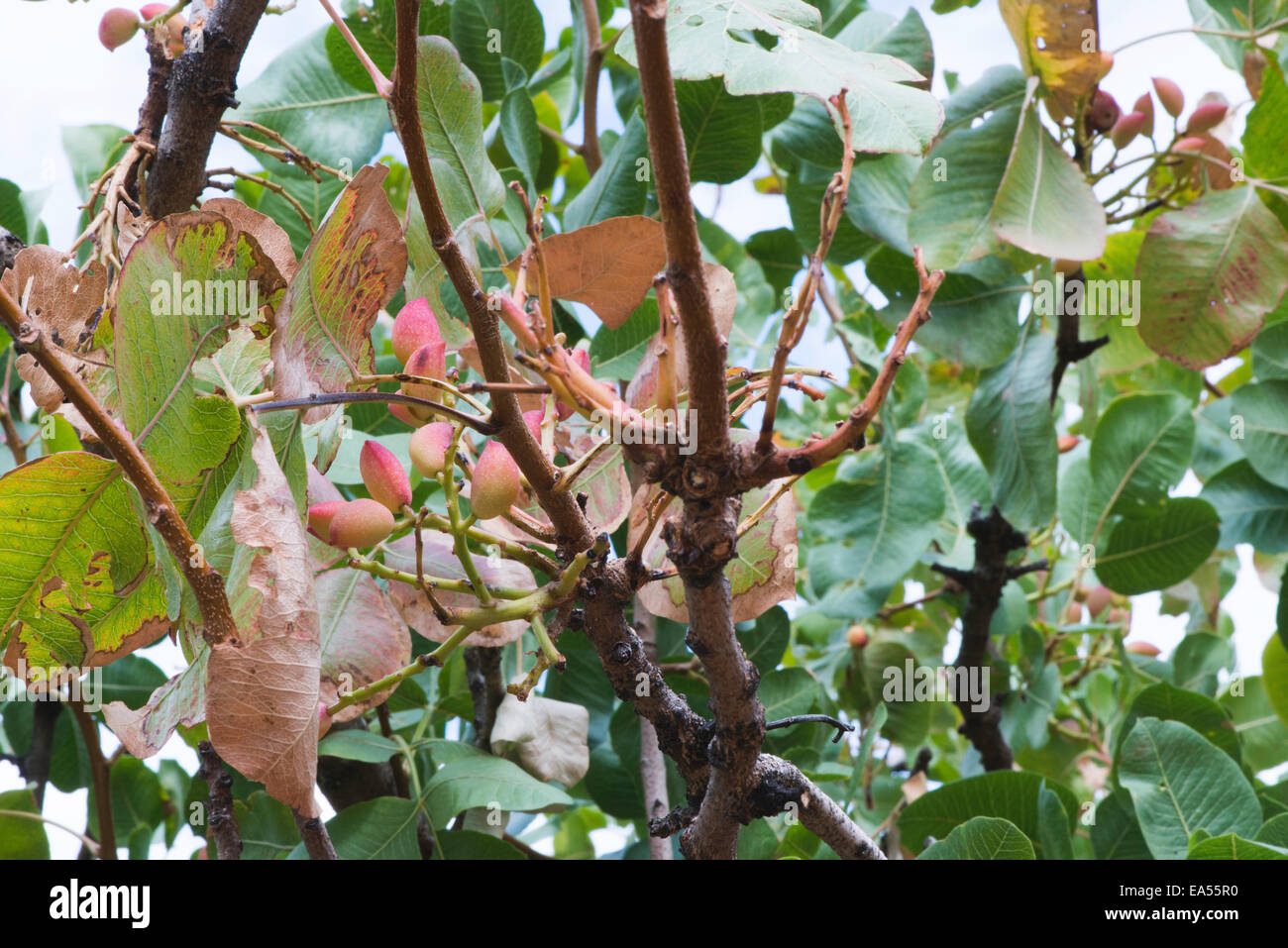 Pistachio tree. Close up branch with fruits Stock Photo