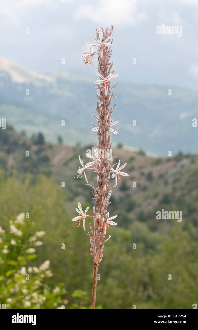 A white flowered asphodel flower spike against the mountainous background of the Ilgaz Dagi mountain range in Turkey Stock Photo