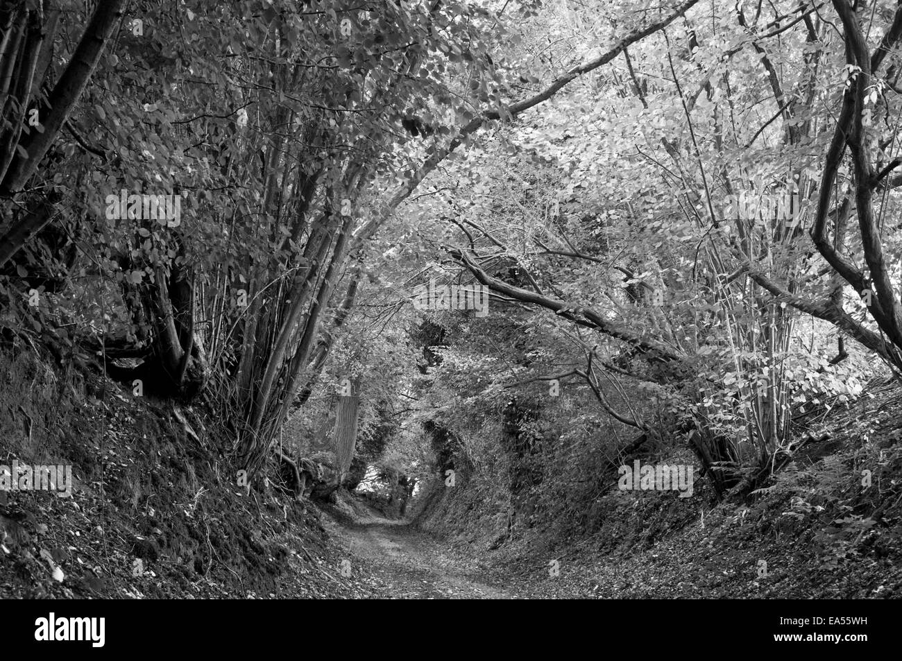 A black and white view of a sunken lane or bostal with almost total tree cover found close to  Pulborough, West Sussex Stock Photo