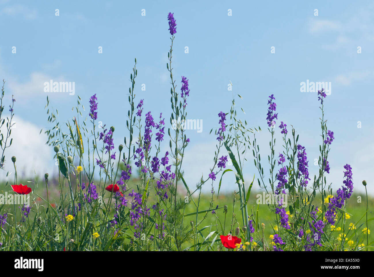 A group of the purple Oriental Larkspur in a flowery meadow site at Catalhuyuk. Turkey Stock Photo