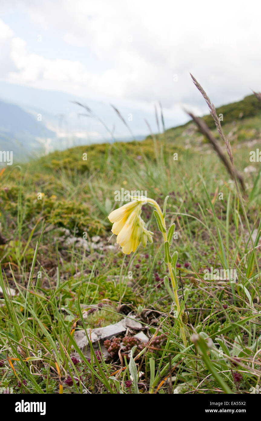 A yellow Onosoma flower spike on a Turkish mountainside Stock Photo
